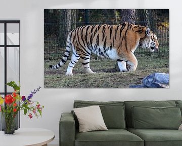 Tiger by Melanie Schook