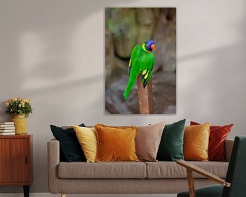 Kleurrijke papegaai van t.ART