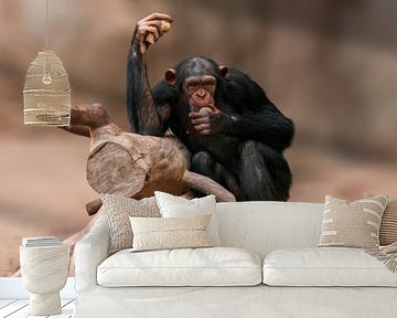 Schimpanse beim fressen von Mario Plechaty Photography