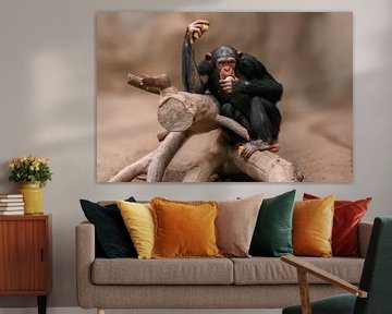 Chimpansee eten van Mario Plechaty Photography