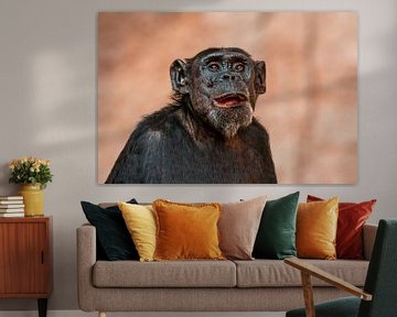 West African Chimpanzee by Mario Plechaty Photography