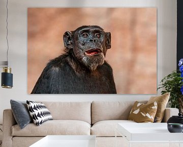 West-Afrikaanse Chimpansee van Mario Plechaty Photography