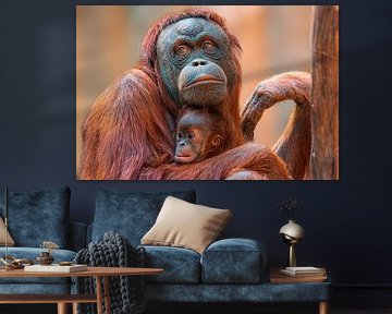 Mère orang-outan avec bébé sur Mario Plechaty Photography
