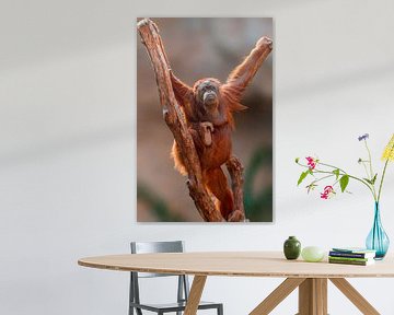 Orang Oetan vrouwtje van Mario Plechaty Photography