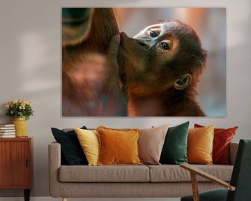 saugendes Orang Utan  Junges von Mario Plechaty Photography