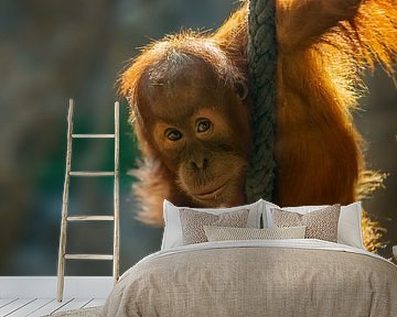 Orang Utan cub climbing a rope by Mario Plechaty Photography