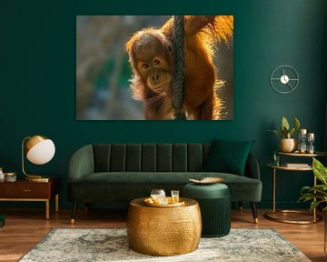 Jeune orang-outan grimpant à une corde sur Mario Plechaty Photography