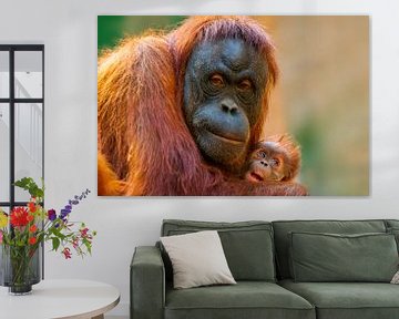 Mère orang-outan avec bébé sur Mario Plechaty Photography