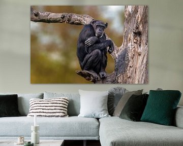 Chimpansee in een boom van Mario Plechaty Photography