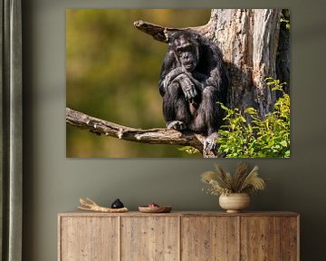Chimpansee op een tak van Mario Plechaty Photography