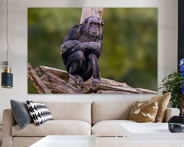 Chimpanzee on a tree trunk by Mario Plechaty Photography