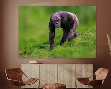 Chimpanzee in a meadow by Mario Plechaty Photography
