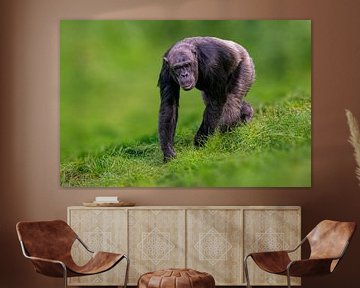 Chimpanzé dans une prairie sur Mario Plechaty Photography