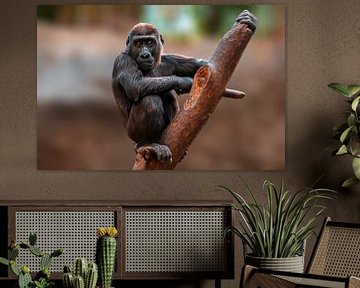 Gorilla Junges beim Klettern von Mario Plechaty Photography