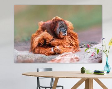 Orang Utan Männchen von Mario Plechaty Photography