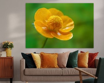 Yellow buttercups flower by Mario Plechaty Photography