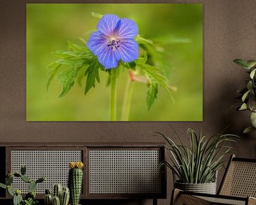 Fleurs de bec de cigogne violettes sur Mario Plechaty Photography