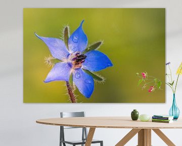 blue borage flowers blossom by Mario Plechaty Photography