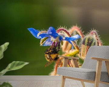 blue borage flower blossom with bee by Mario Plechaty Photography