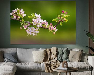 Zweig mit Blüten eines Apfelbaums von Mario Plechaty Photography