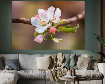 Zweig mit Blüten eines Apfelbaums von Mario Plechaty Photography