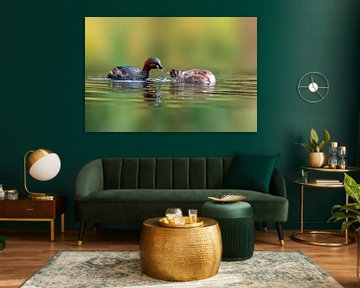 Little Grebe feeding on a pond by Mario Plechaty Photography