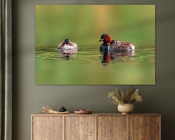 Little Grebe family on a pond by Mario Plechaty Photography