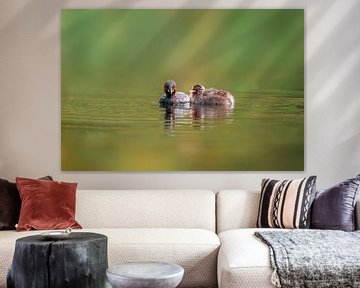 Famille de grèbes huppés sur un étang sur Mario Plechaty Photography
