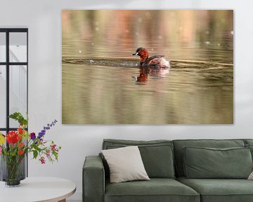 Little Grebe on a pond by Mario Plechaty Photography