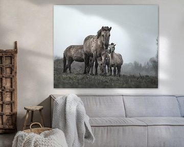 Konik horses in Oostvaardersplassen by Patrick van Bakkum