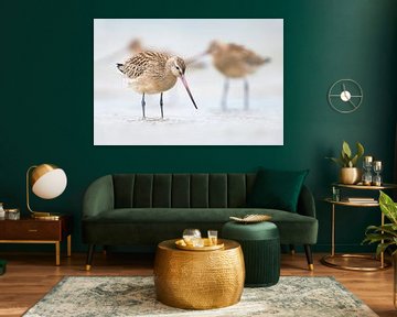 Bar-tailed Godwits by Daniela Beyer