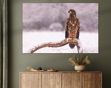 Seeadler, Haliaeetus albicilla. Raubvögel. von Gert Hilbink