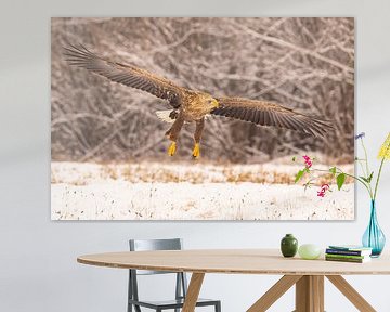 Seeadler (Haliaeetus albicilla), Raubvogel. von Gert Hilbink