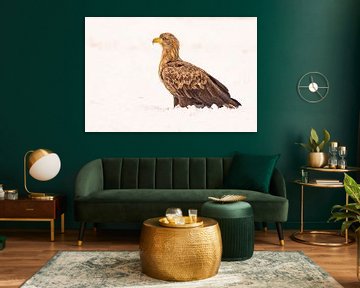 Seeadler (Haliaeetus albicilla), Raubvogel. von Gert Hilbink