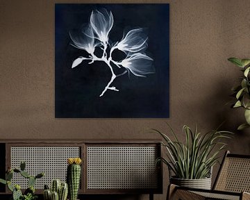 Magnolias bleus sur Affect Fotografie