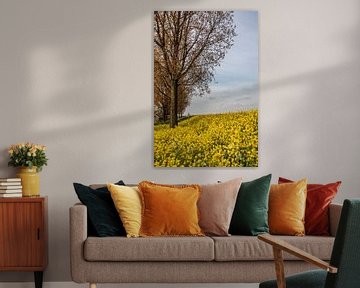 Rapeseed, yellow flowers