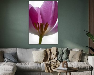 Purple Tulip by Tineke Visscher