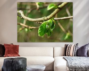 Lente groen