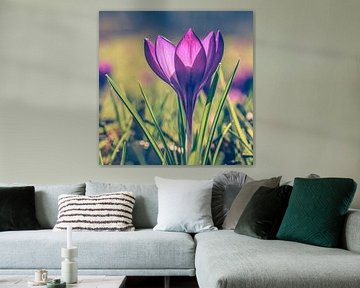 Crocus violet dans l'herbe sur Jolanda Aalbers