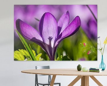 Crocus violet dans l'herbe sur Jolanda Aalbers