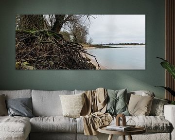 Racines d'arbres sur la plage de Waal