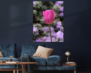 Roze bloem van een tulp als lentebode van Katrin May