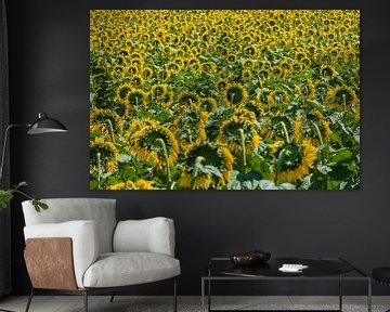 veld met zonnebloemen in volle bloei van gaps photography