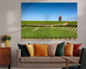 wijngaard in de Franse regio Charente, in de buurt van de stad Cognac