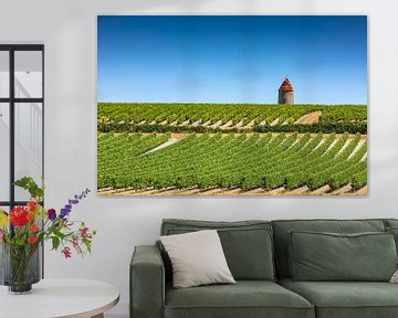 wijngaard in de Franse regio Charente, in de buurt van de stad Cognac van gaps photography
