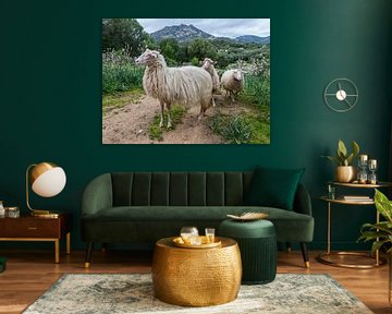 three sardinia sheep with mountians and beautifull landscape as background by ChrisWillemsen