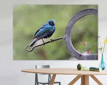 Perched Cape Glossy Starling by Melanie & Wiebe Hofstra