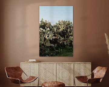Italy | Puglia | Bari | Cactus