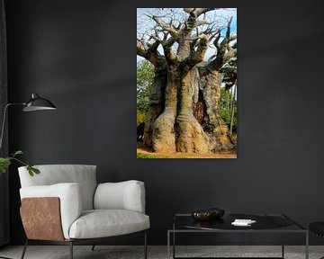 Baobab - African baobab tree by Thomas Zacharias