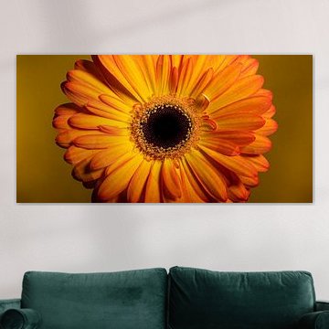 Eyecatcher: Panorama of a yellow - orange Gerbera by Marjolijn van den Berg